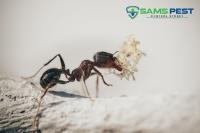 SAMS Pest Control Sydney image 2
